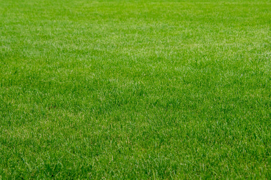 Top 5 Reasons to Choose Artificial Grass for Your Lawn in Ottawa