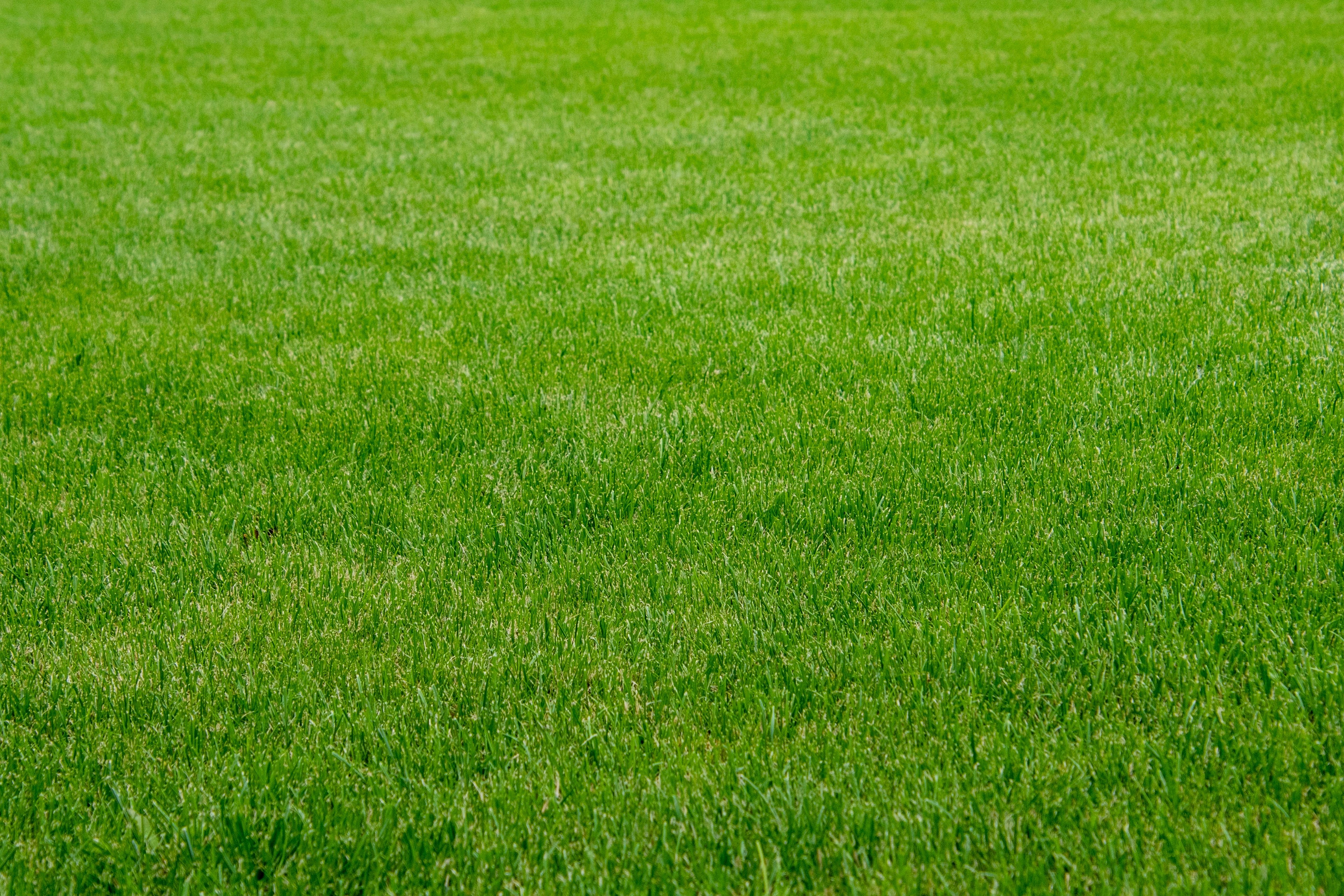 grass