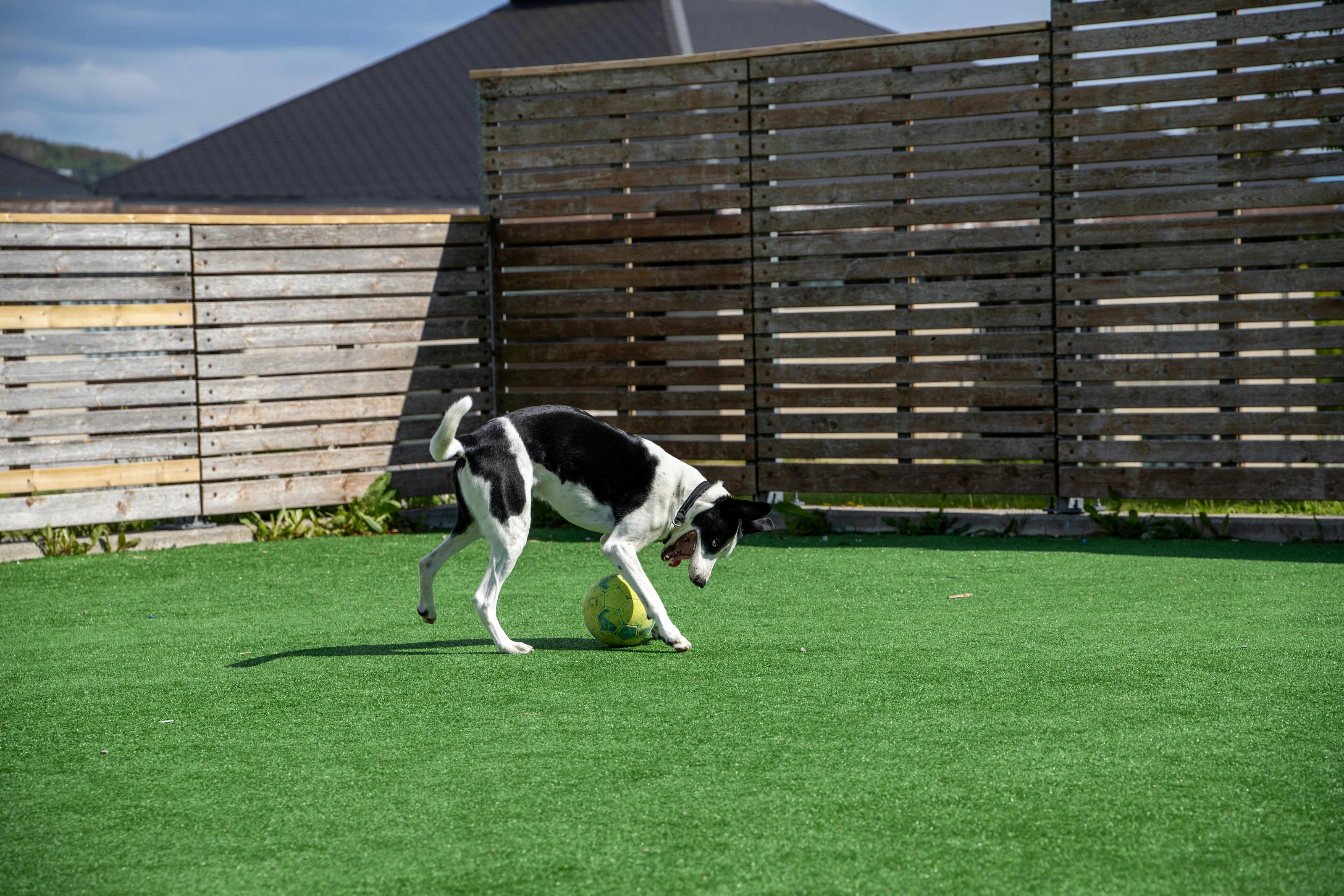 Dog on turf